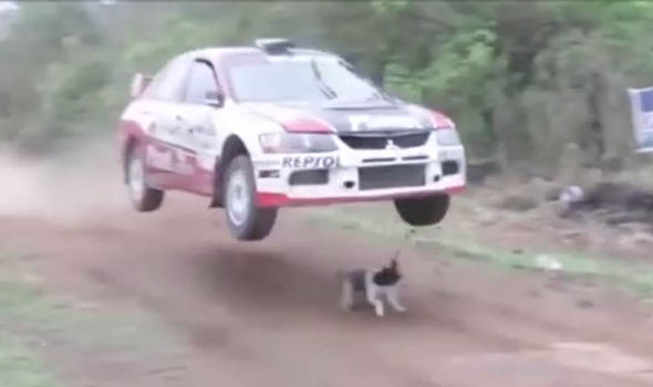 Mitsubishi Evo перепрыгнул через собаку в одном из лучших моментов ралли